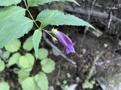 Nothochelone nemorosa