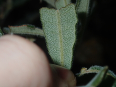 Gastrolobium polystachyum