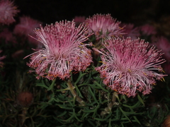 Isopogon dubius