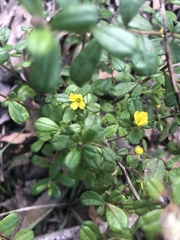 Hibbertia aspera