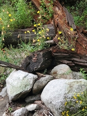 Rhodofomes cajanderi