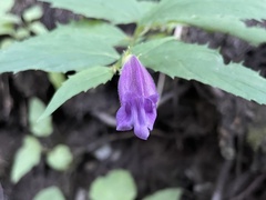 Nothochelone nemorosa