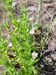 Gratiola officinalis