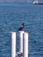 Phalacrocorax carbo