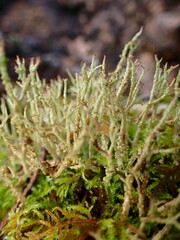 Cladonia furcata