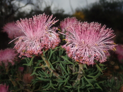 Isopogon dubius