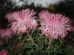 Isopogon dubius