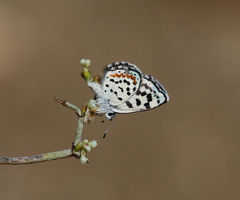 Euphilotes pallescens
