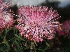 Isopogon dubius