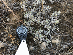 Antennaria dimorpha