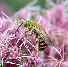 Agapostemon virescens