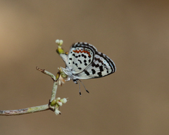 Euphilotes pallescens