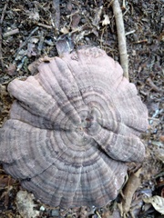Amauroderma