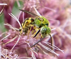 Agapostemon virescens