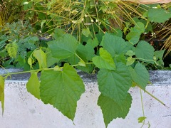 Ampelopsis glandulosa hancei