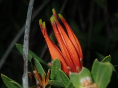 Lambertia multiflora