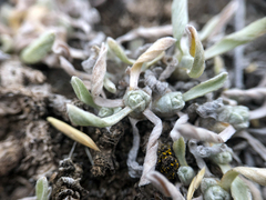 Antennaria dimorpha