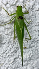 Microcentrum retinerve