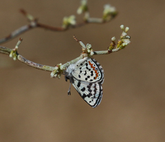 Euphilotes pallescens