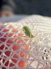 Macrosiphini