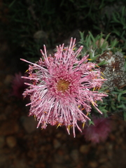 Isopogon dubius