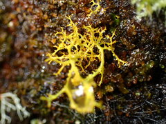 Teloschistes flavicans