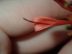 Lambertia multiflora
