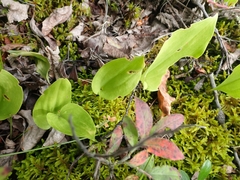 Maianthemum canadense