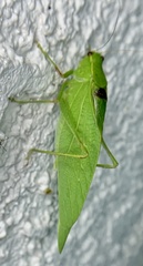 Microcentrum retinerve