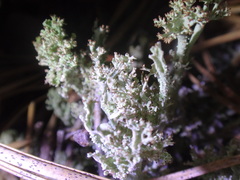 Cladonia squamosa