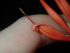 Lambertia multiflora