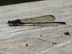 Argia fumipennis