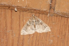 Eulithis xylina