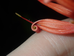 Lambertia multiflora