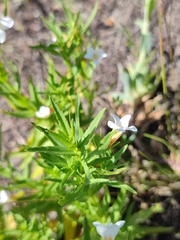Gratiola officinalis