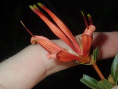 Lambertia multiflora