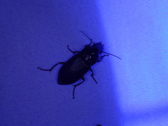 Harpalus
