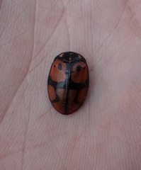 Ogdoecosta biannularis