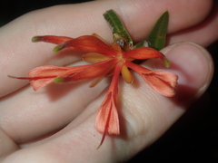 Lambertia multiflora