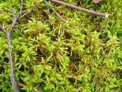 Pleurozium schreberi