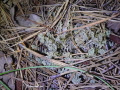 Cladonia squamosa