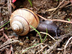 Helminthoglypta stiversiana