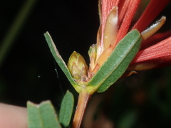 Lambertia multiflora
