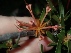 Lambertia multiflora