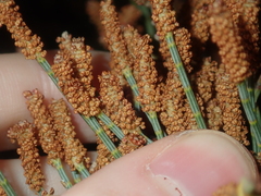 Casuarinaceae