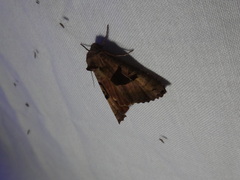 Phlogophora periculosa