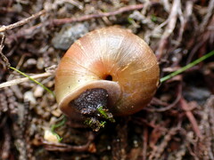 Helminthoglypta stiversiana