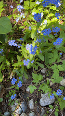 Myosotis sylvatica
