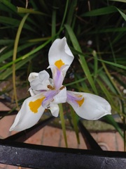 Dietes grandiflora
