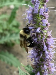Bombus affinis